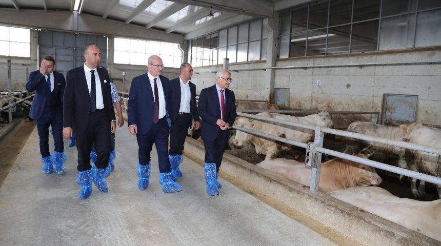 Ato Başkanı Baran Sincan Hayvancılık B&ouml;lgesini Ziyaret Etti