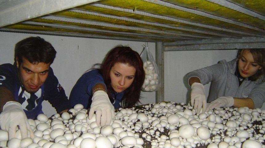 &rsquo;mantarcılık&rsquo; Sekt&ouml;r&uuml; &Ouml;ğrencilerini Bekliyor