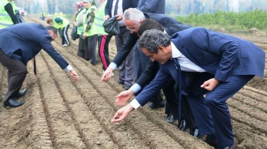 Fidanlıkta Kayın Tohumları Fidana D&ouml;n&uuml;şt&uuml;