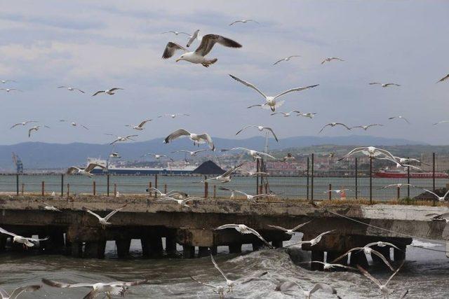 Marmara Denizi’nde Ulaşıma Poyraz Engeli