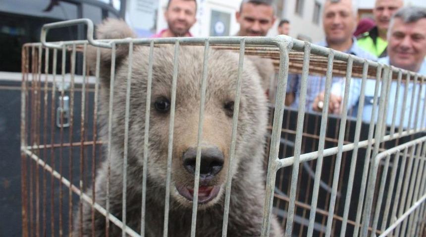 Yavru Ayı Kent Merkezine İndi