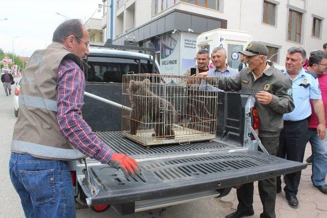 Yavru Ayı Kent Merkezine İndi