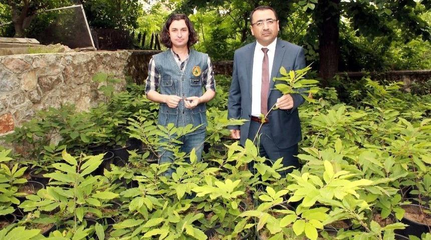 Gal Arısı İle M&uuml;cadele Yalova&rsquo;dan Başladı