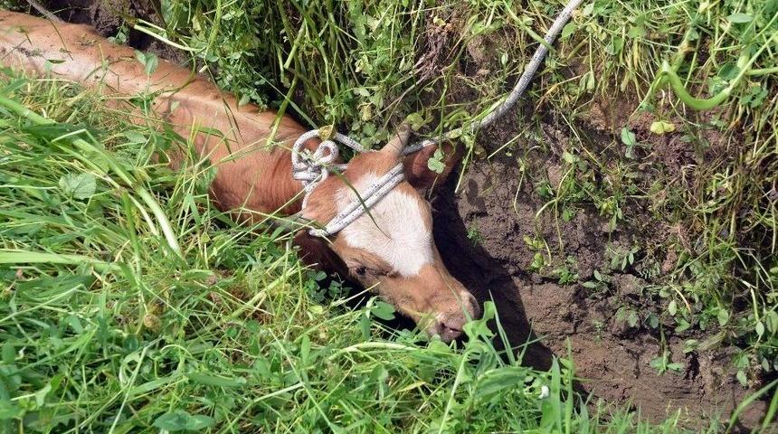 Sinop&rsquo;ta Dana Kurtarma Operasyonu