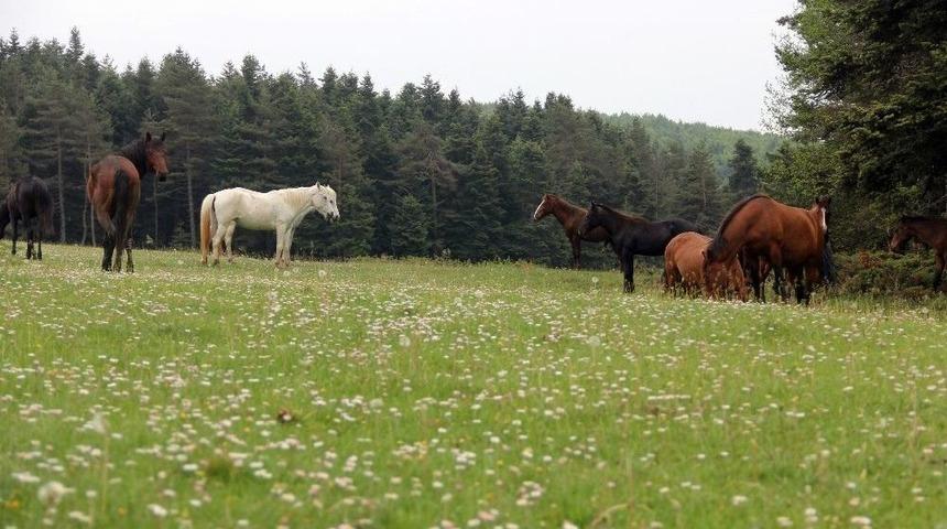 Yılkı Atları Grup Halinde G&ouml;r&uuml;nd&uuml;