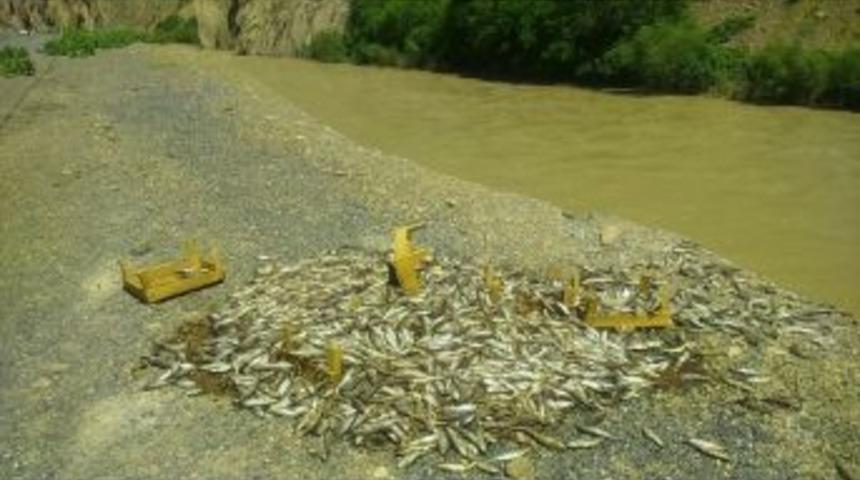 Yol Kenarına Boşaltılan Balıklar Tepkiye Neden Oldu