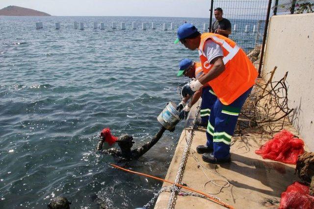 Oyfest&rsquo;e &Ouml;zel Deniz Dibi Temizliği 1