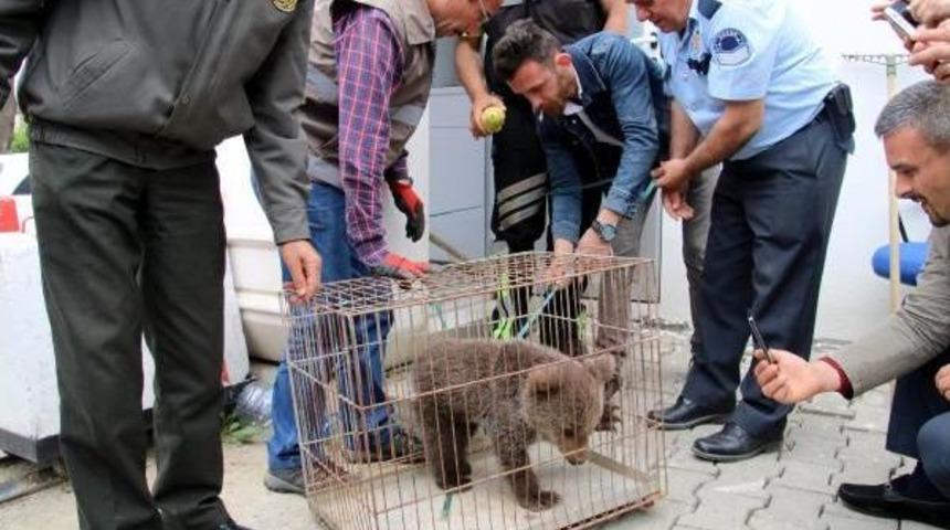 İl&ccedil;eye Inen Yavru Ayı Yakalanarak Korumaya Alındı