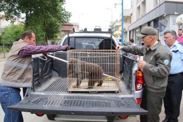 İlçeye Inen Yavru Ayı Yakalanarak Korumaya Alındı