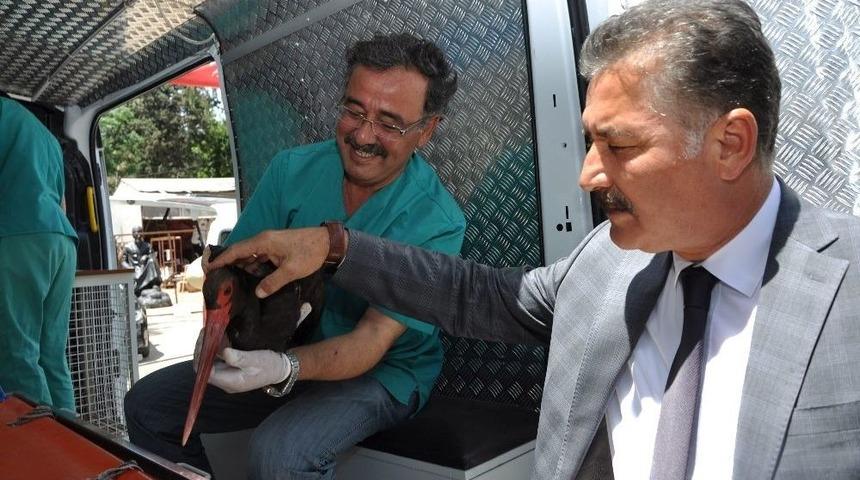 Bilin&ccedil;siz Avcılar Yine Leylek Vurdu