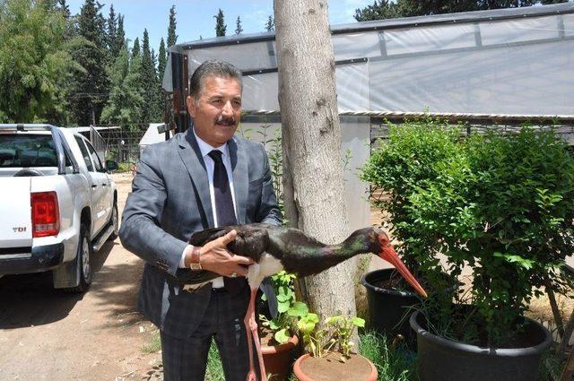 Bilinçsiz Avcılar Yine Leylek Vurdu