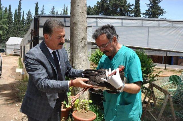 Bilinçsiz Avcılar Yine Leylek Vurdu