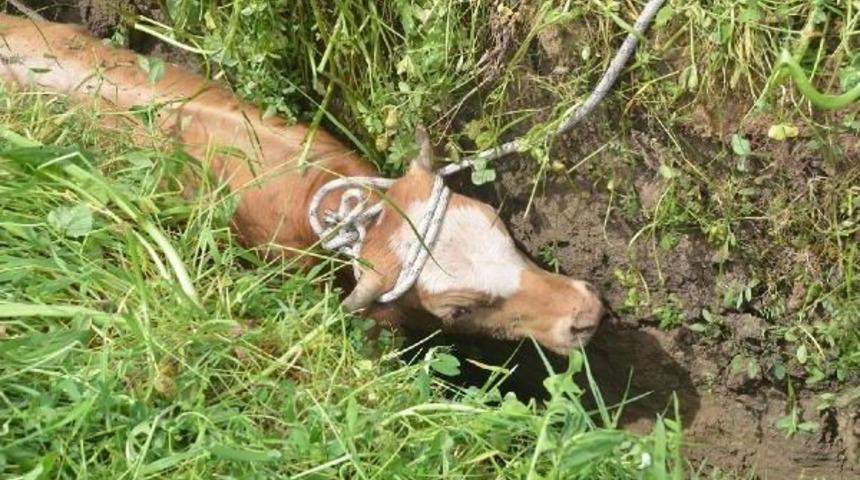 Su Kanalına D&uuml;şen Dana Kurtarıldı