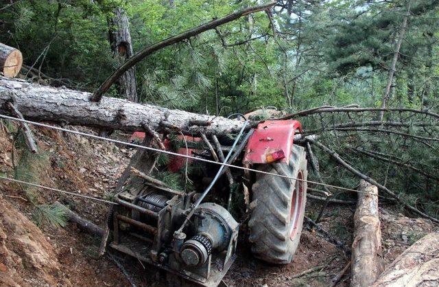 Üzerine Ağaç Devrilen İşçi Hayatını Kaybetti