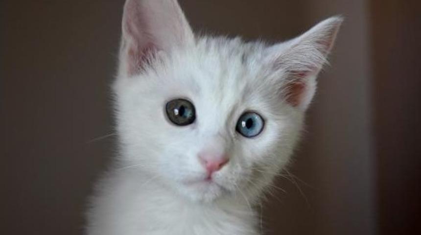 Van Kedilerine 'seks Yasağı' Kaliteyi Artırdı