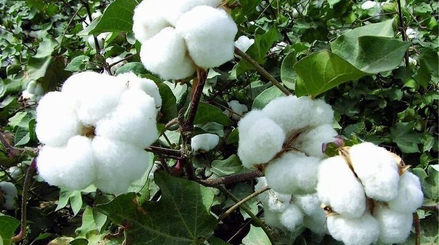 Aydınlı &Ccedil;ift&ccedil;i Pamuğa Y&ouml;neldi