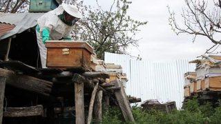 Arıcı Köylülerin Ayılarla Mücadelesi