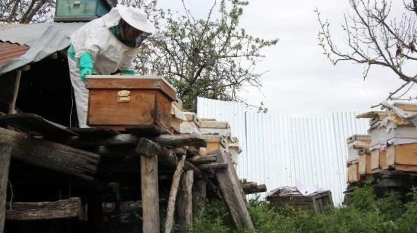 Arıcı Köylülerin Ayılarla Mücadelesi