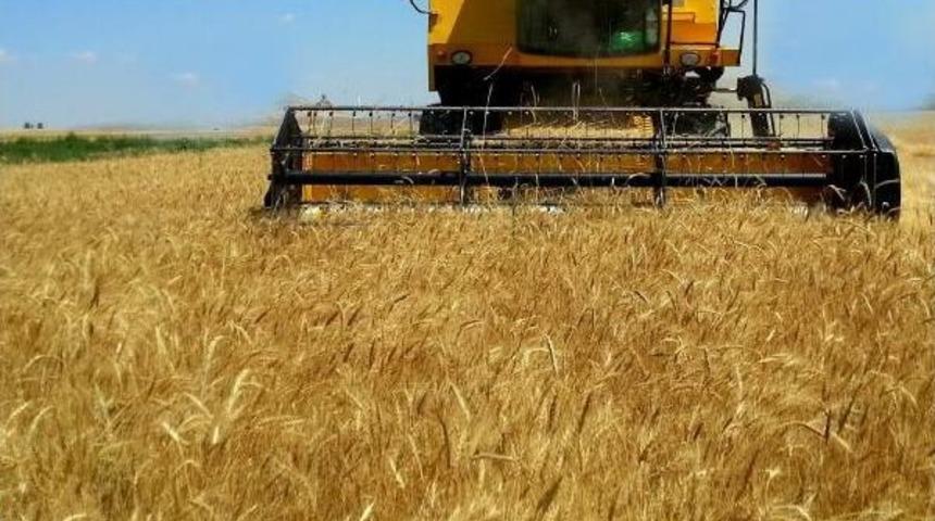 Buğdayda Ilk Hasat Adana'da