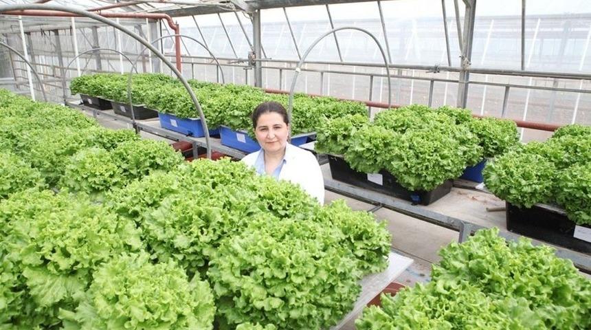 Topraksız Marulda Verim Arttı