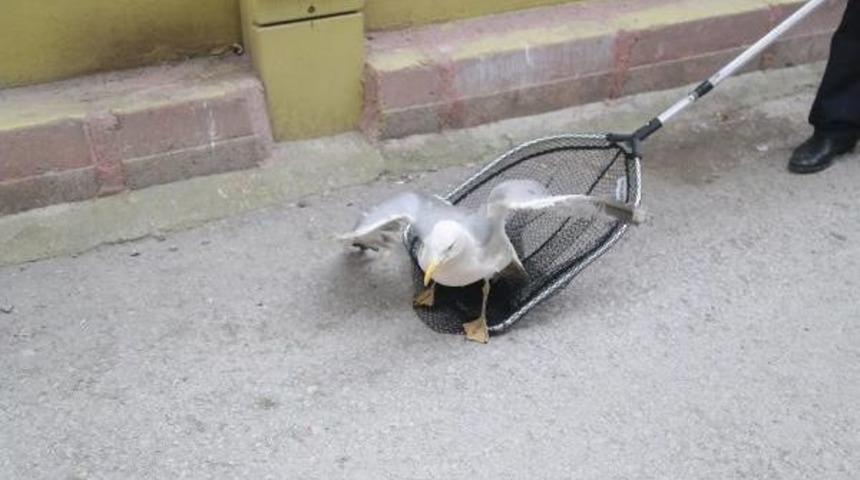 İki Bina Arasına D&uuml;şen Martıları Itfaiye Kurtardı