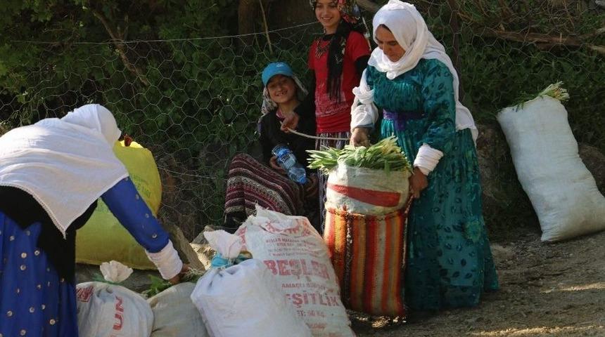 Yabani Ot Köylülerin Ekmek Kapısı Oldu