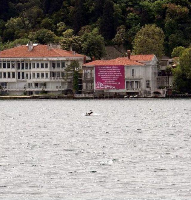 İstanbul Boğazı'nda Balık Peşindeki Yunus Sürüsünü Martılar Izledi