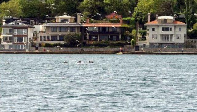 İstanbul Boğazı'nda Balık Peşindeki Yunus Sürüsünü Martılar Izledi