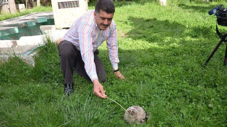 Yavru Puhu Koruma Altına Alındı