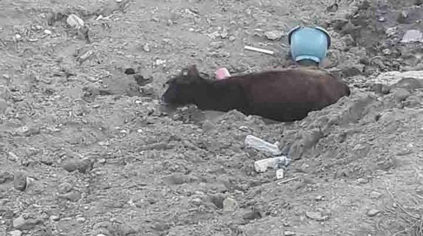 Kulp&rsquo;ta &Ccedil;amura Saplanan İneği Kurtarma Operasyonu