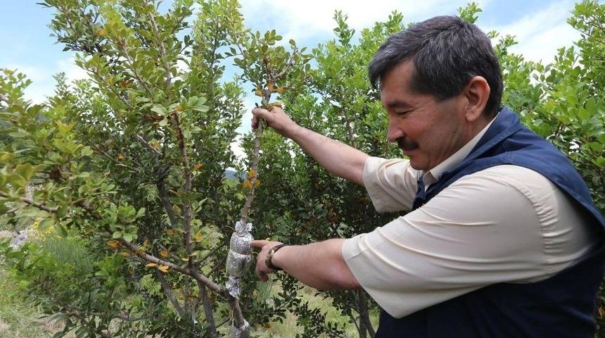 Sakız, Yunanistan Tekelinden &Ccedil;ıkarılacak