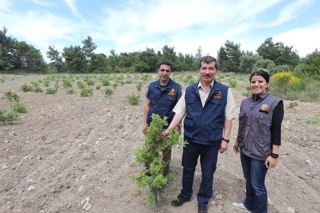 Sakız, Yunanistan Tekelinden Çıkarılacak