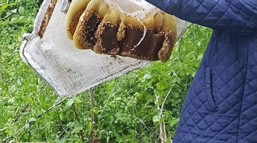 Arılar Naylon &Ccedil;uval &Uuml;zerinde Oğul Yaptılar