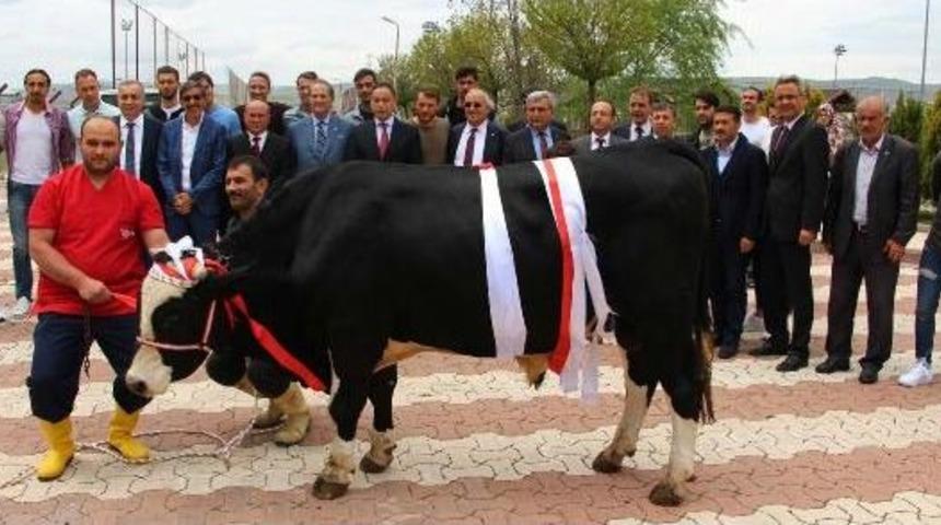 S&uuml;per Lig'e &Ccedil;ıkan Sivasspor I&ccedil;in Kurban Kestiler