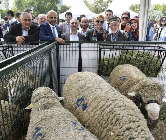 Türkiye’nin İlk Çoban Fuarı Ankara’da Açıldı