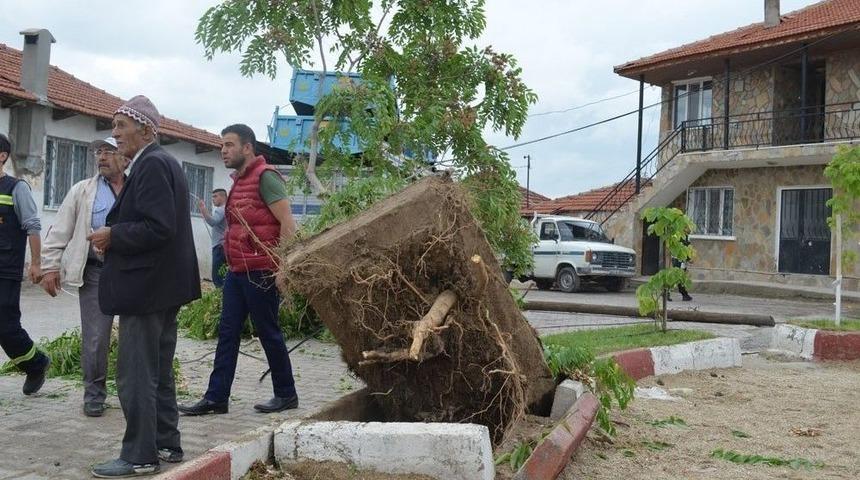 Sokağa Giren Tır, Elektrik Tellerini Koparıp Ağacı Yerinden S&ouml;kt&uuml;