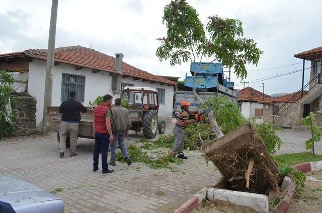 Sokağa Giren Tır, Elektrik Tellerini Koparıp Ağacı Yerinden Söktü