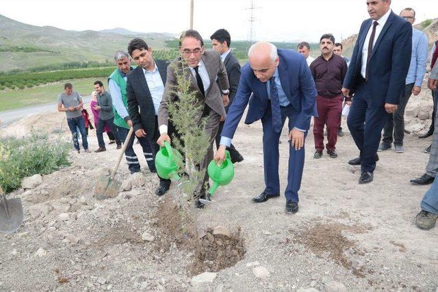 Bin Adet Fidan Toprakla Buluşturuldu