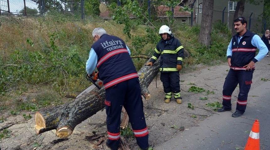Seyir Halindeki Aracın &Uuml;zerine Ağa&ccedil; Devrildi