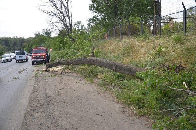 Seyir Halindeki Aracın &Uuml;zerine Ağa&ccedil; Devrildi 3