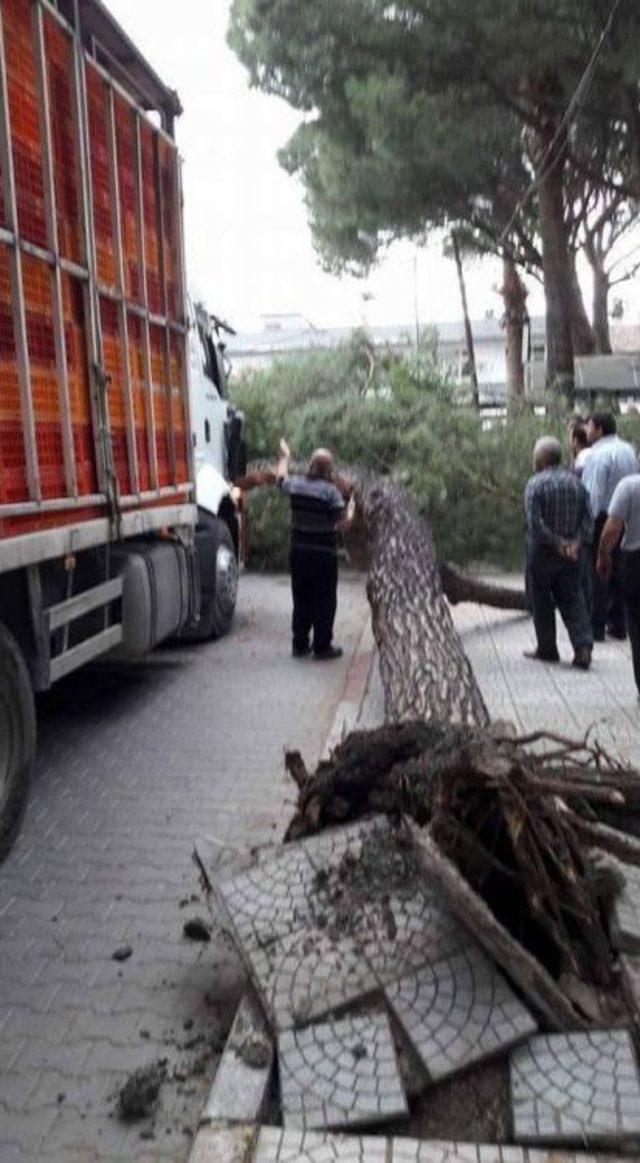 Kamyonun Devirdiği Ağa&ccedil; Canından Edecekti 1