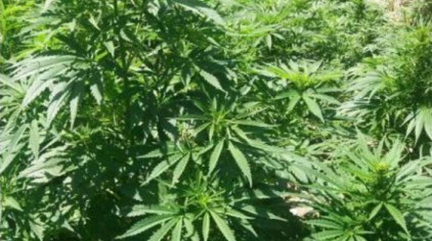 Ormanlık Alandaki Kenevir Tarlasına Baskın