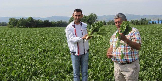 Glikoz Hem Vatandaşa, Hem Pancar Üreticisine Zarar Veriyor