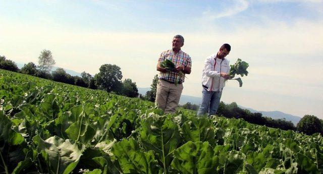 Glikoz Hem Vatandaşa, Hem Pancar Üreticisine Zarar Veriyor