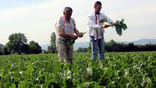 Glikoz Hem Vatandaşa, Hem Pancar Üreticisine Zarar Veriyor