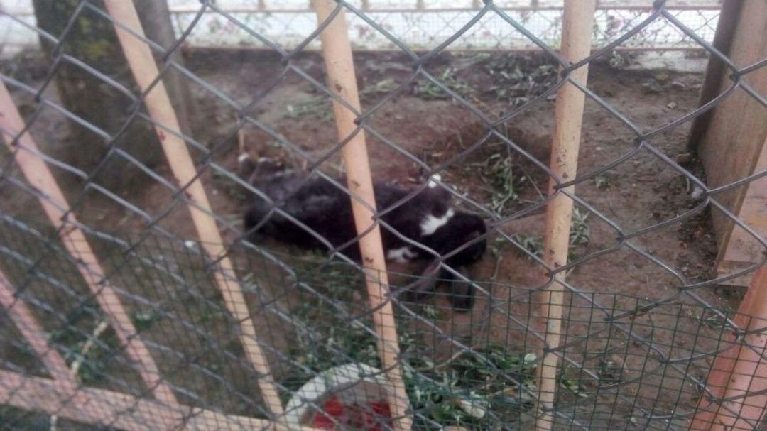 A&ccedil; Kalan Sokak K&ouml;pekleri Kafesteki Tavşanları Par&ccedil;aladı