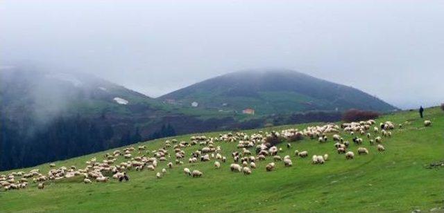 Yaylada Sürülere Çoban Bulunmuyor