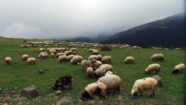 Yaylada Sürülere Çoban Bulunmuyor