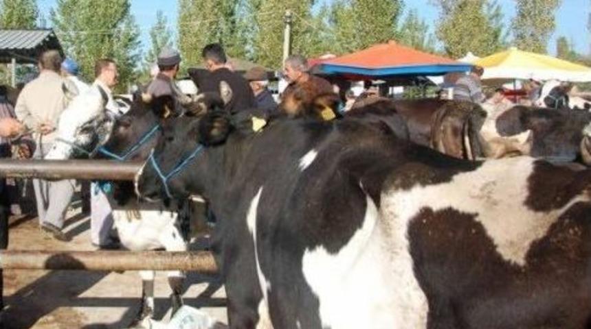 Simav&rsquo;ın Hayvan Pazarı Yeniden A&ccedil;ıldı