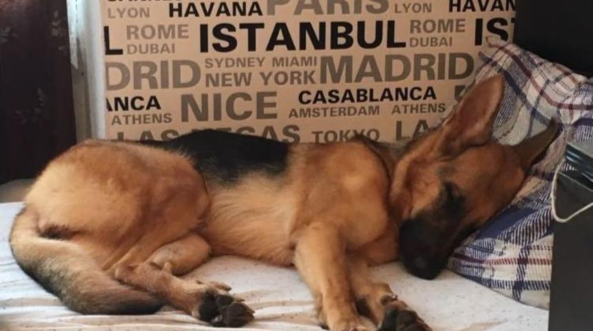 Kaybolan K&ouml;peği Bulana 5 Bin Tl &Ouml;d&uuml;l Koydu
